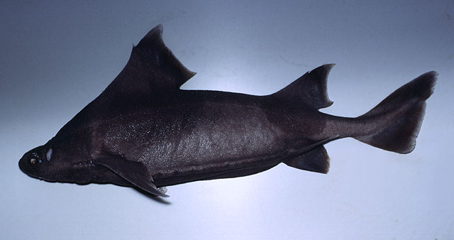 Pixxiporku Angular Roughshark